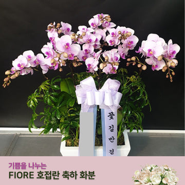 [꽃배달] 기쁨을 나누는 호접란 축하화분 / Joyful Orchid Celebration